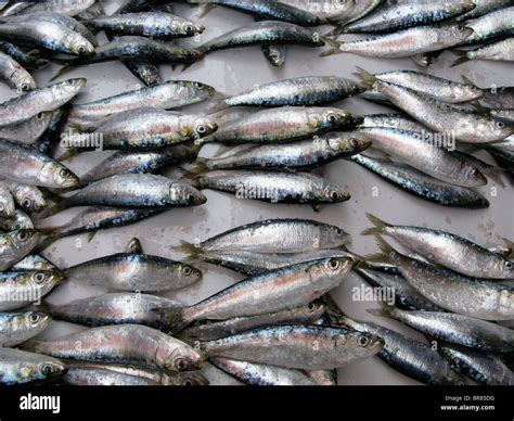 37,900+ Sardine Fish Stock Photos, Pictures.